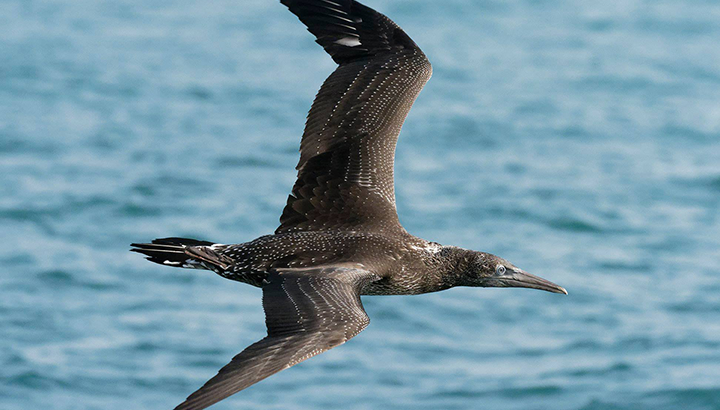 Sortie en mer : à la découverte des oiseaux pélagiques !